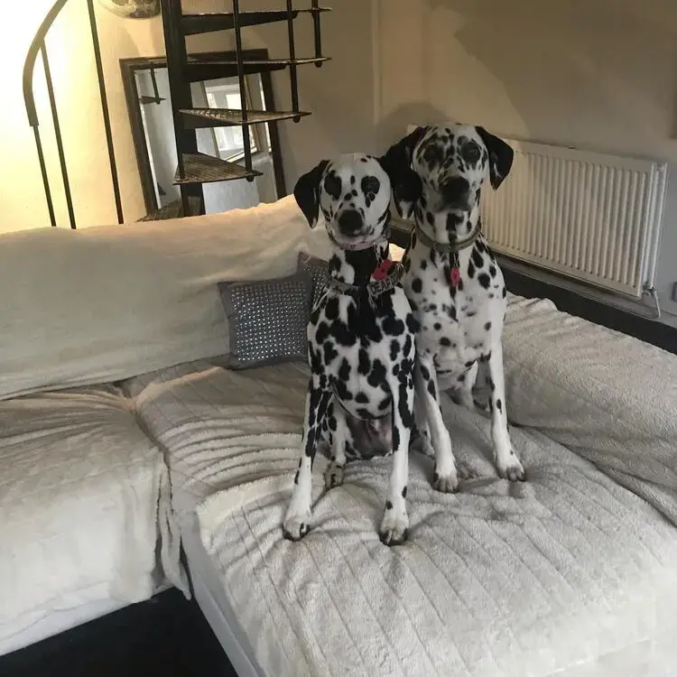 Dalmatian