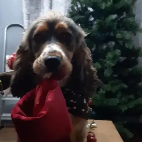 Cocker Spaniel (English)