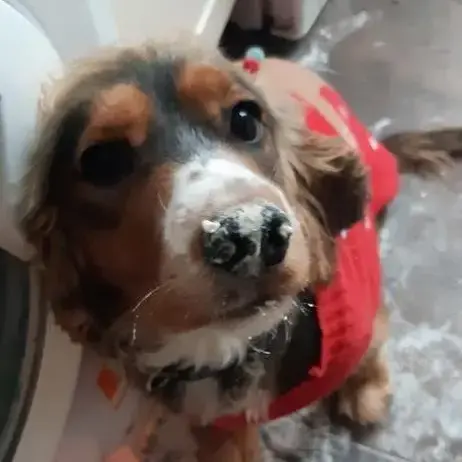 Cocker Spaniel (English)