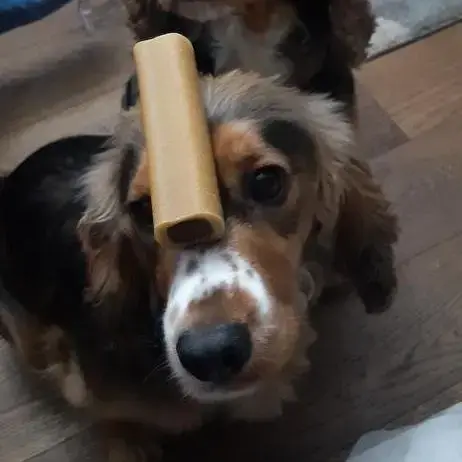 Cocker Spaniel (English)