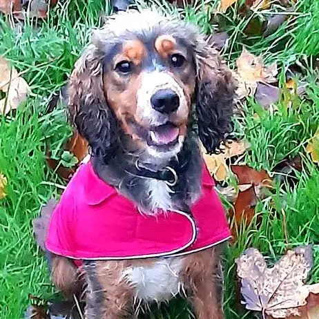 Cocker Spaniel (English)