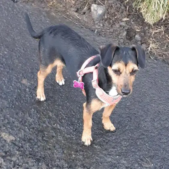 Chihuahua (Smooth Coat)