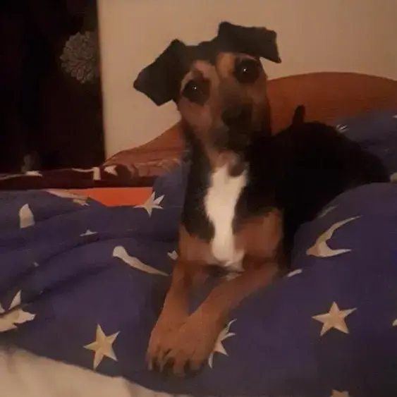 Chihuahua (Smooth Coat)