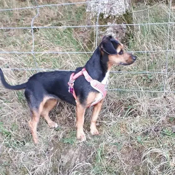 Chihuahua (Smooth Coat)