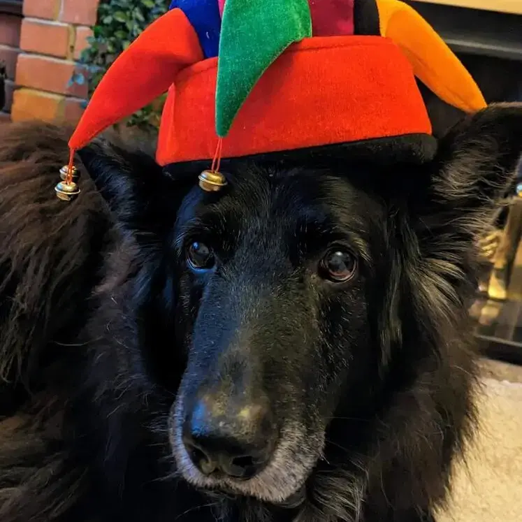 German Shepherd Dog