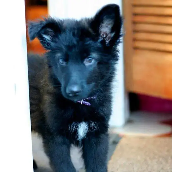German Shepherd Dog