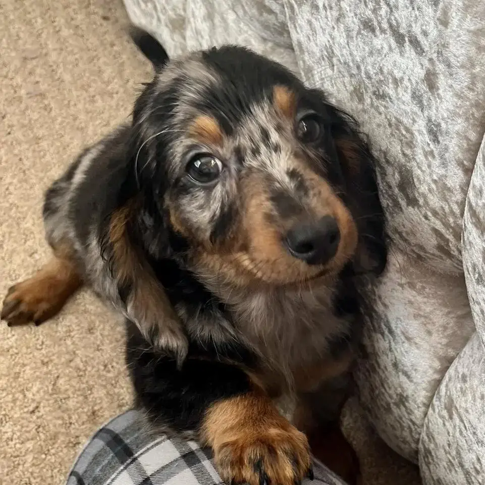 Dachshund (Miniature Smooth-Haired)