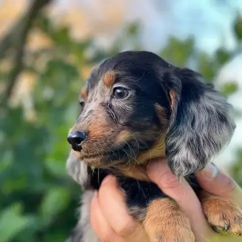 Dachshund (Miniature Smooth-Haired)