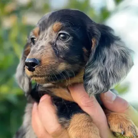 Dachshund (Miniature Smooth-Haired)
