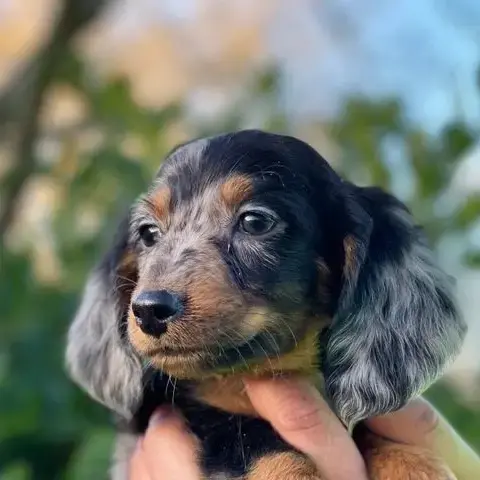 Dachshund (Miniature Smooth-Haired)