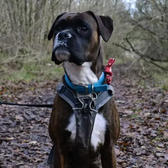 Boxer