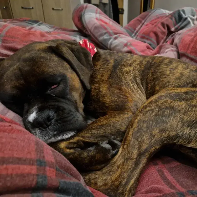 Boxer