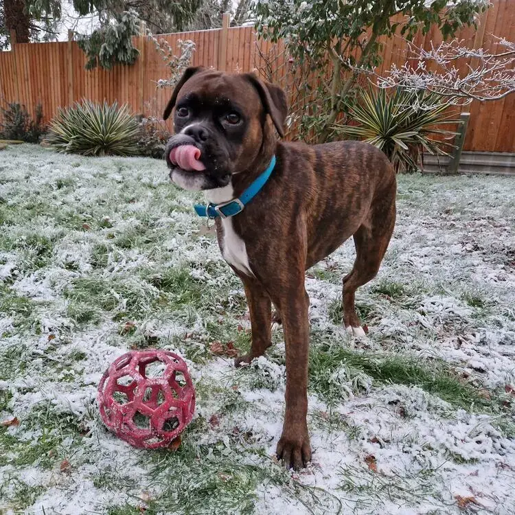 Boxer