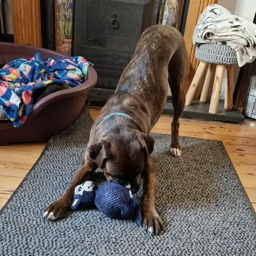 Boxer