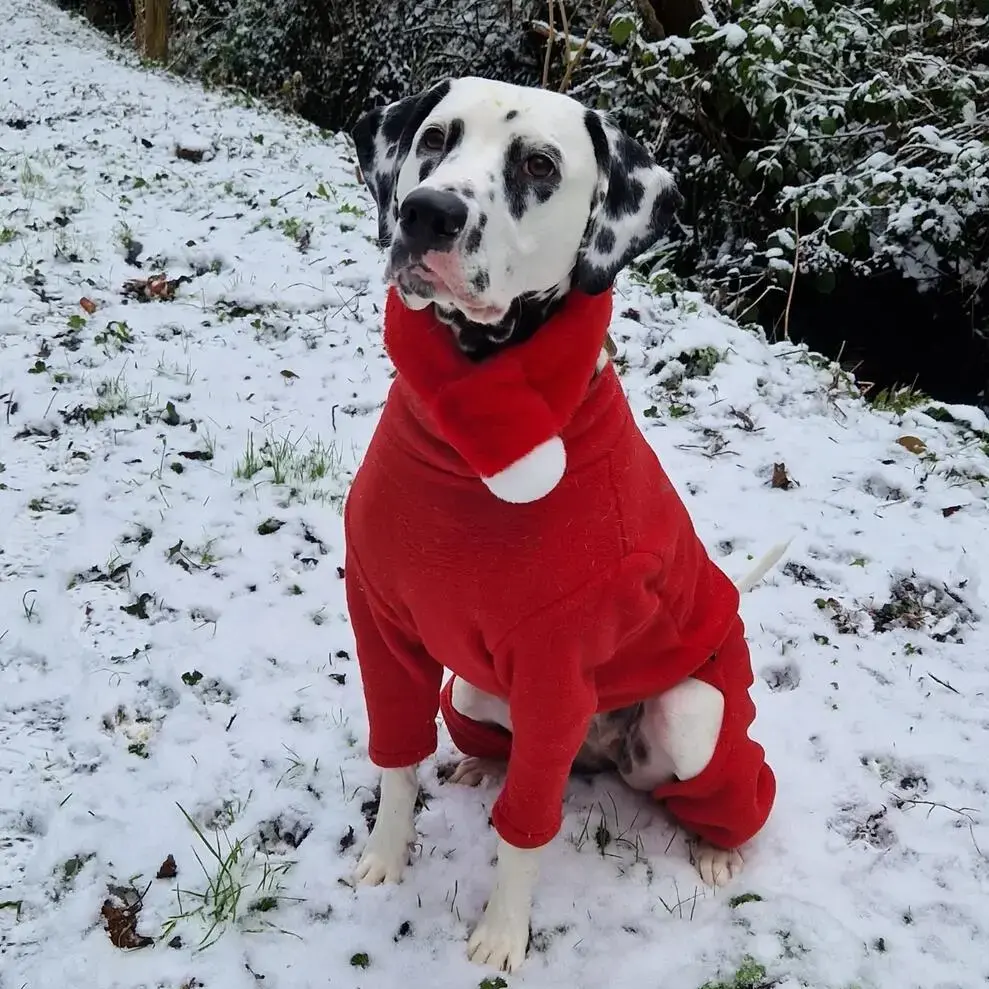 Dalmatian