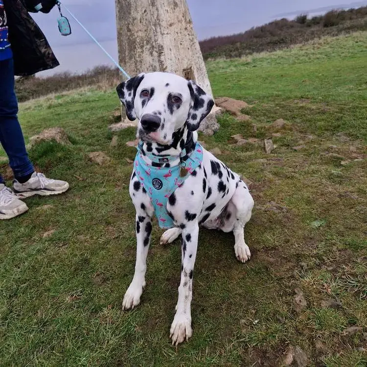 Dalmatian