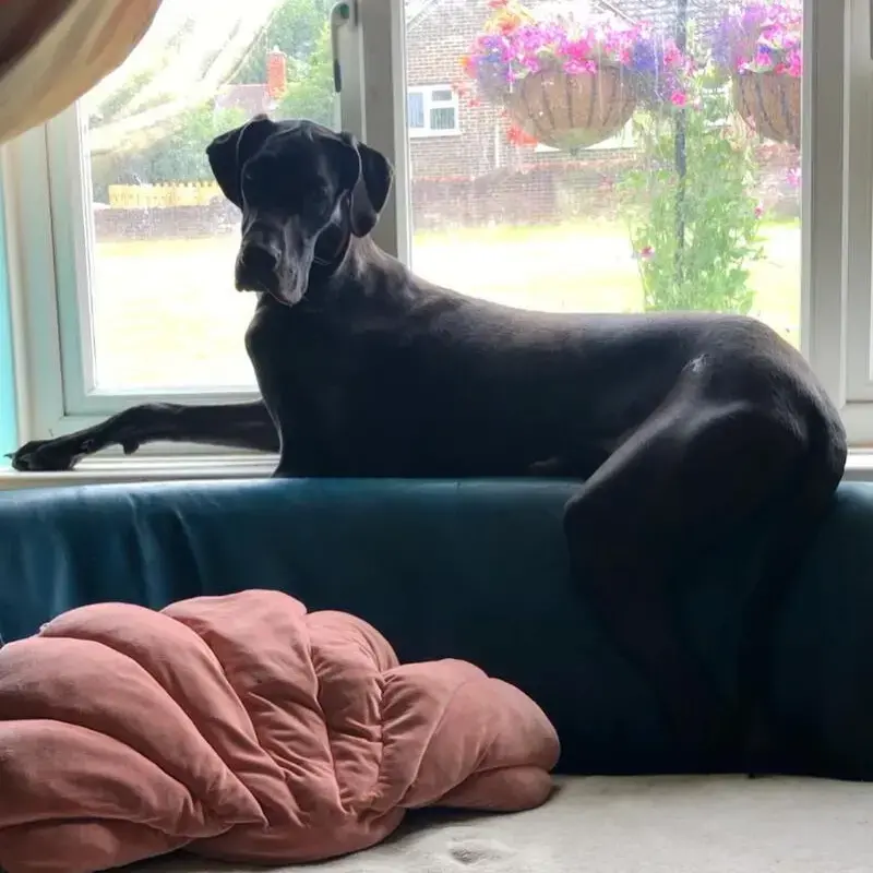 Great Dane