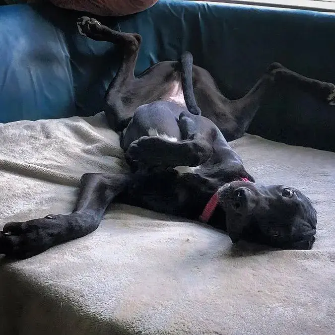 Great Dane