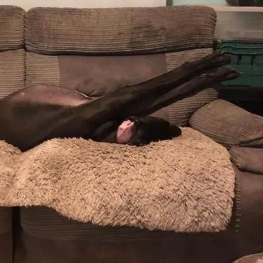 Great Dane