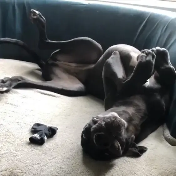 Great Dane