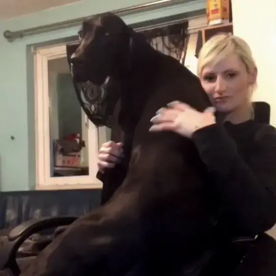 Great Dane