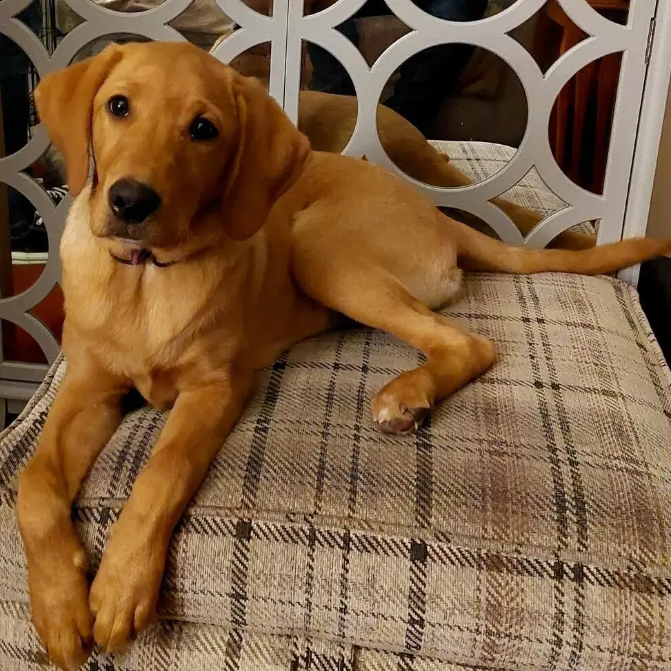 Labrador Retriever