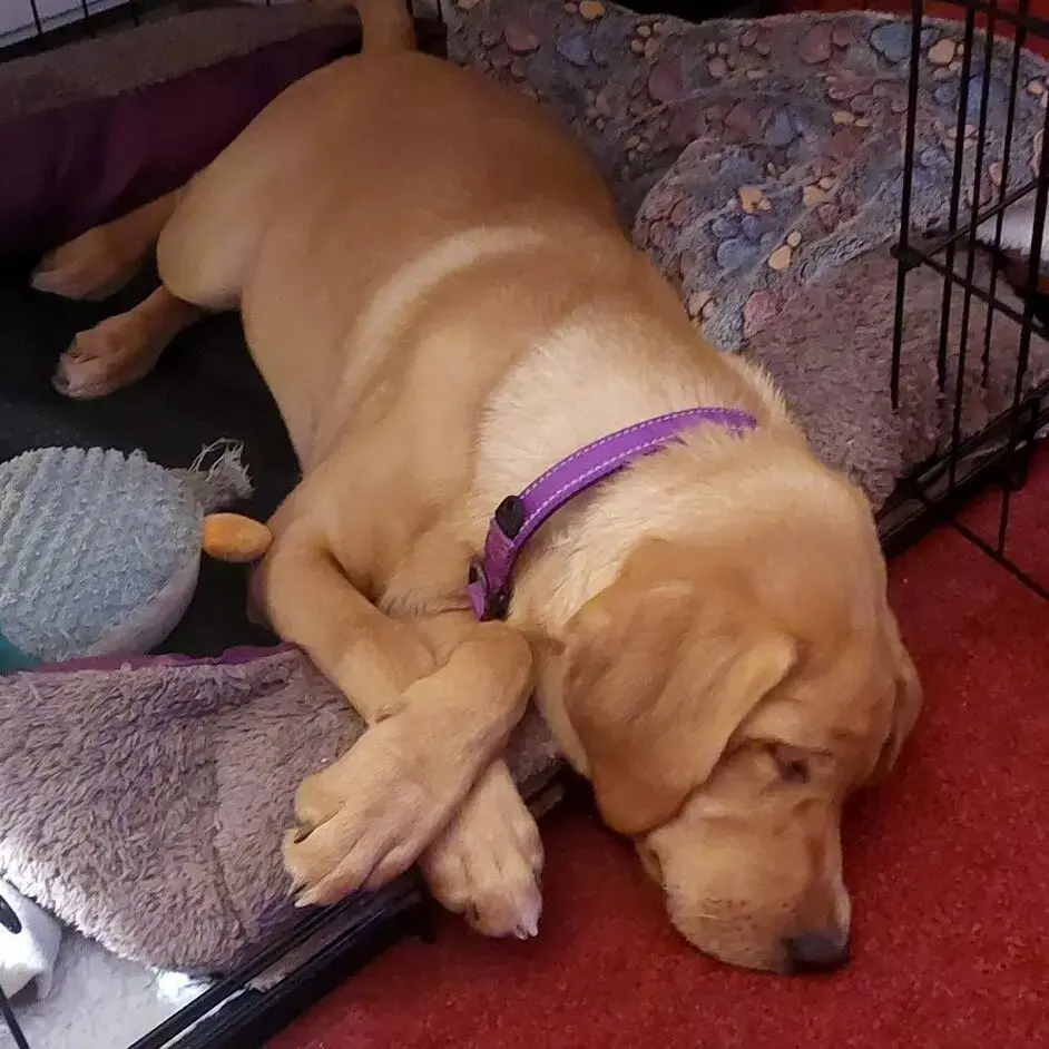 Labrador Retriever