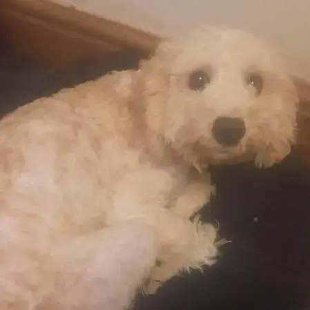 Cavachon