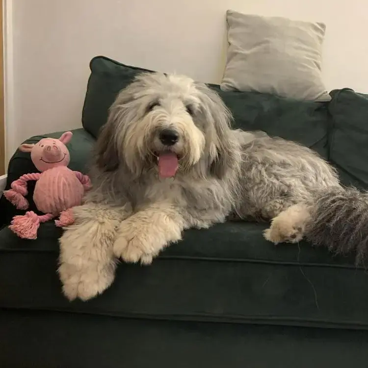 Bearded Collie