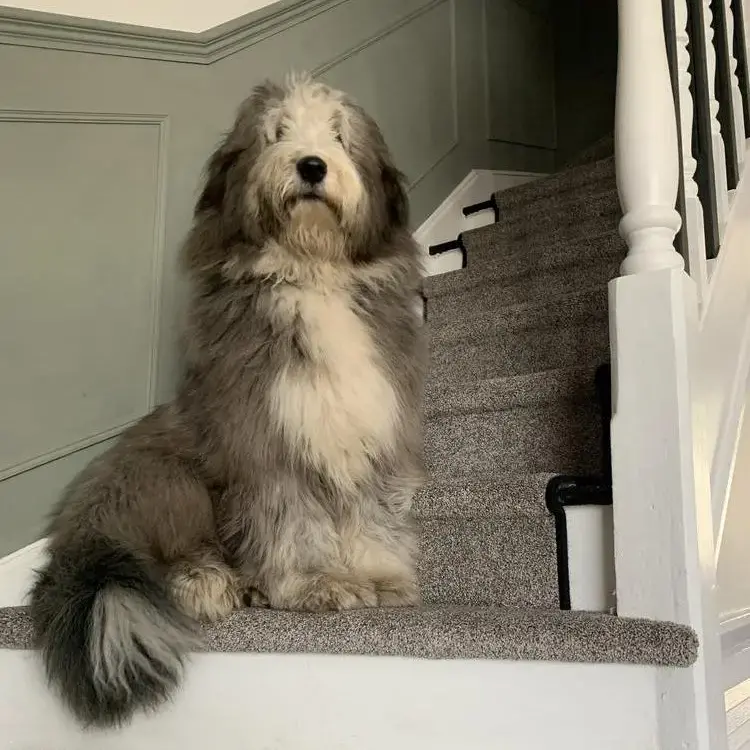 Bearded Collie