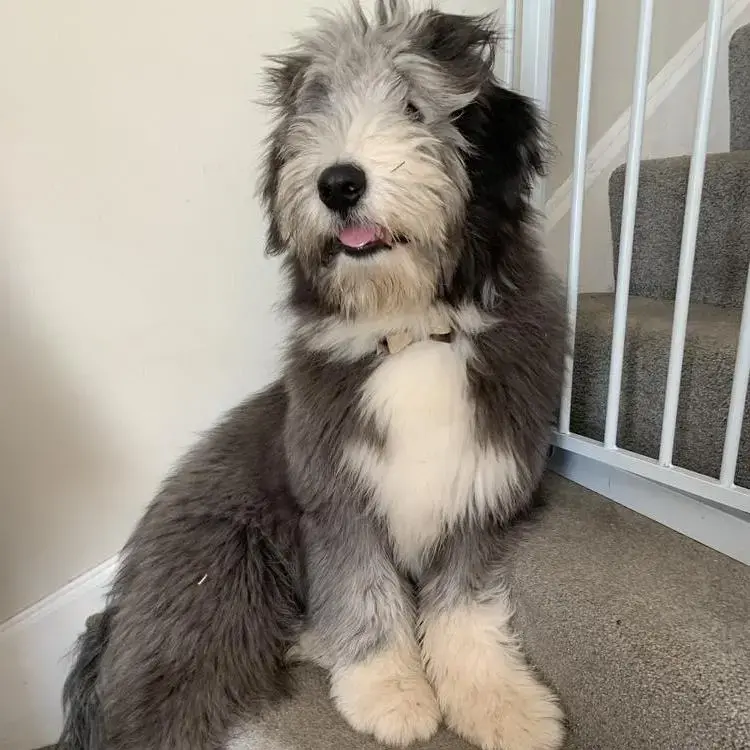 Bearded Collie