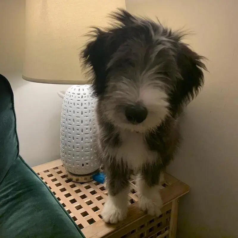 Bearded Collie