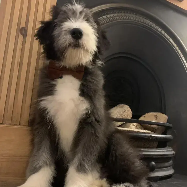 Bearded Collie
