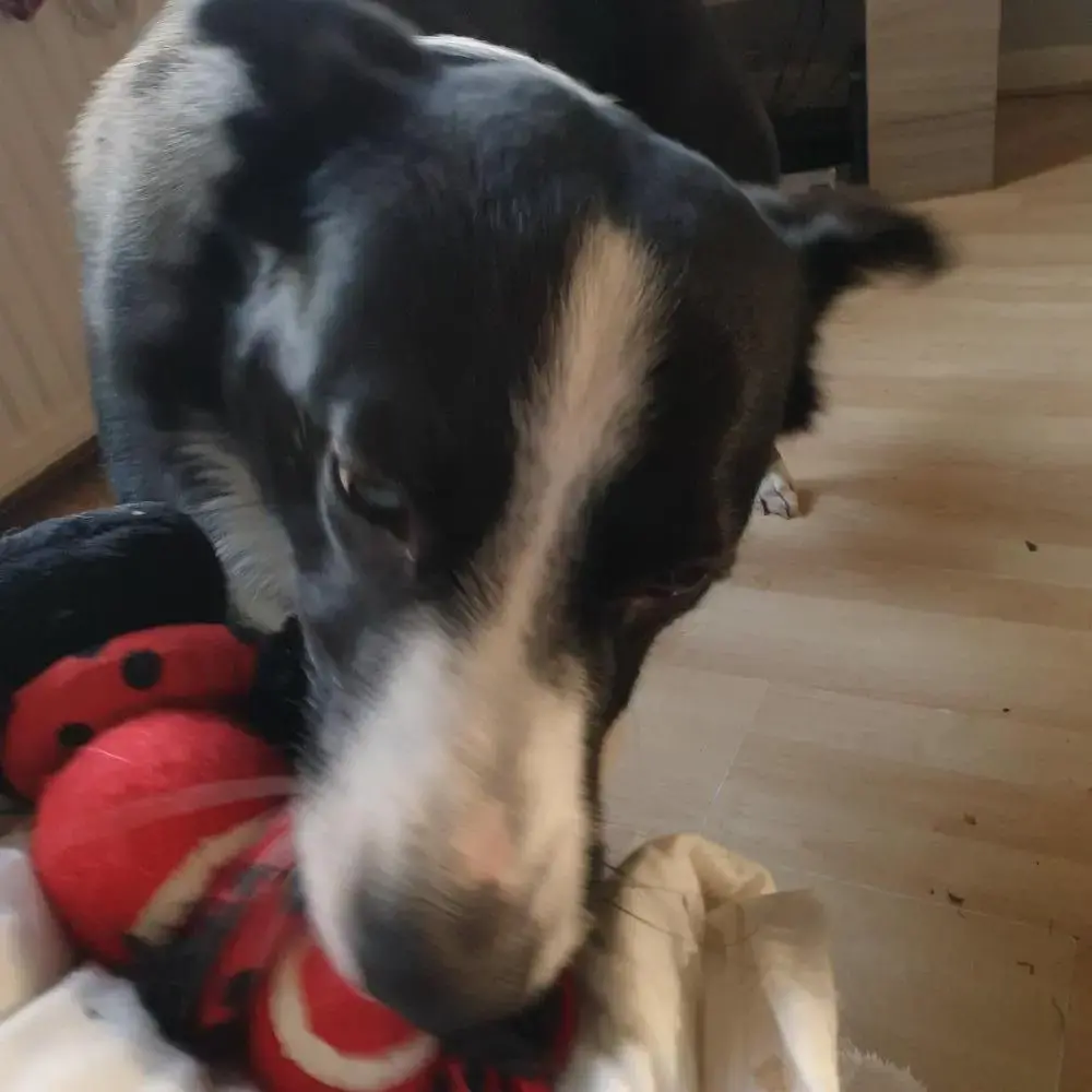 Border Collie