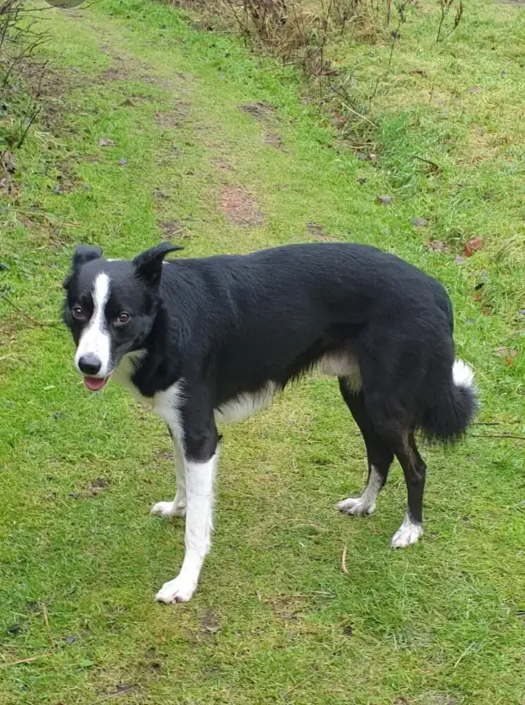 Border Collie
