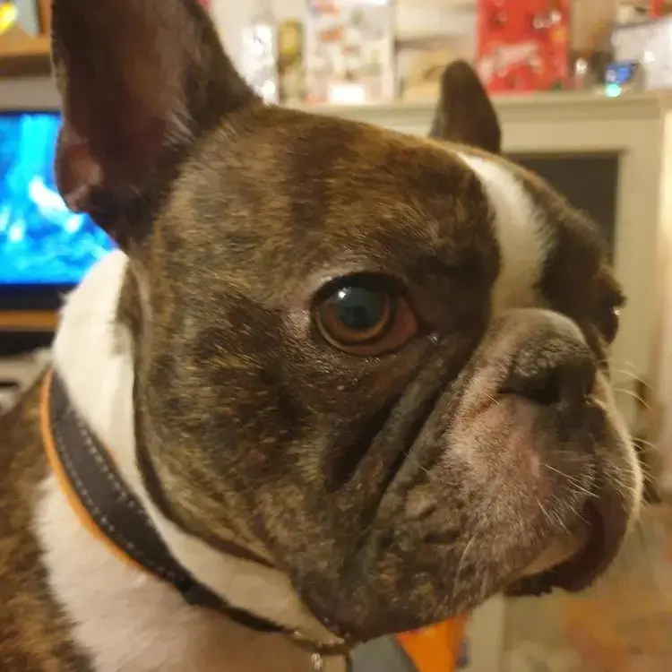 French Bulldog