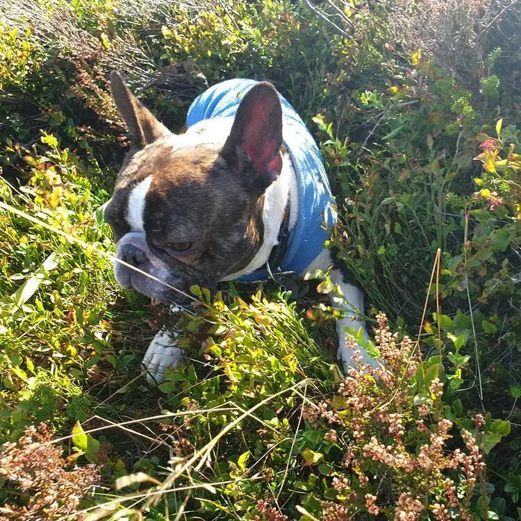 French Bulldog