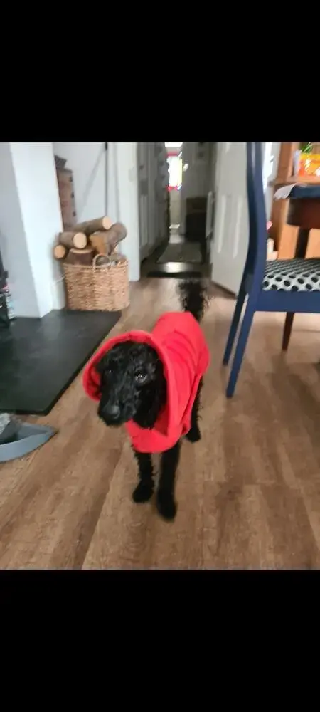 Poodle (Miniature)