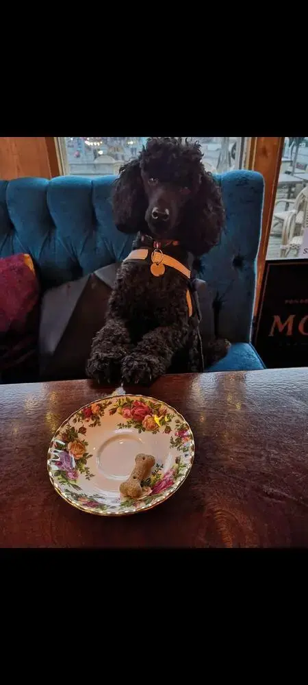 Poodle (Miniature)