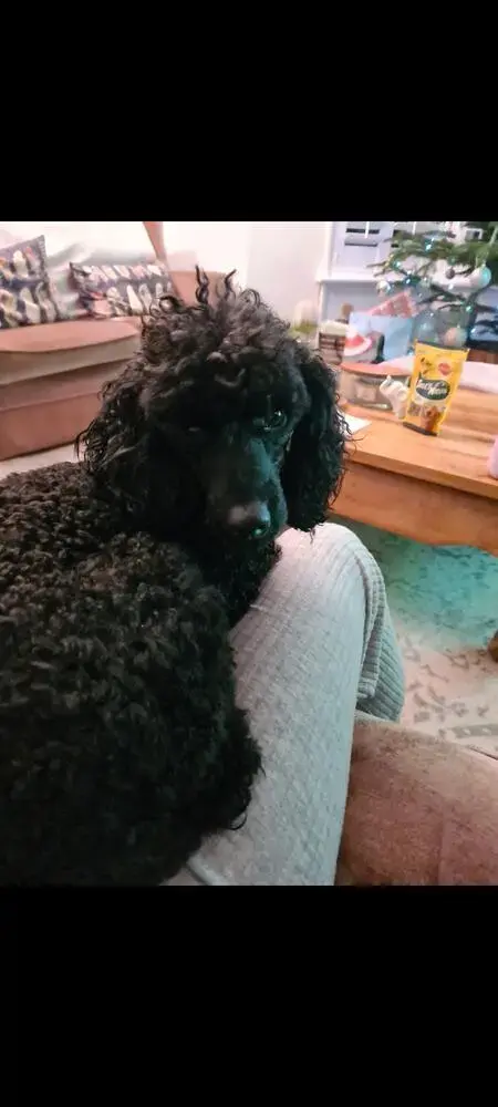 Poodle (Miniature)