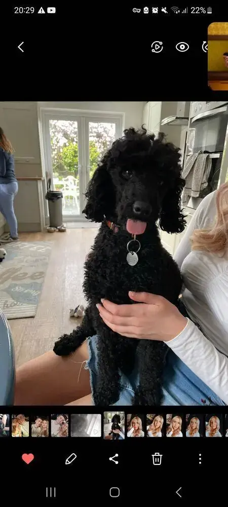 Poodle (Miniature)