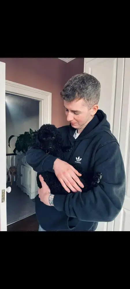 Poodle (Miniature)