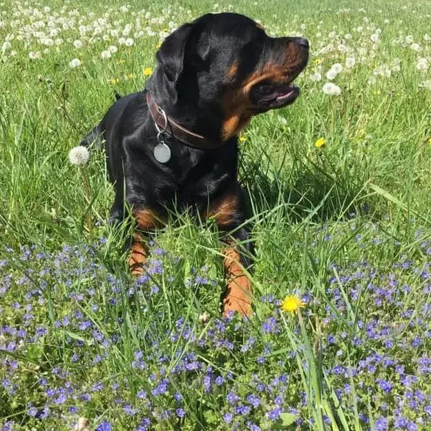 Rottweiler