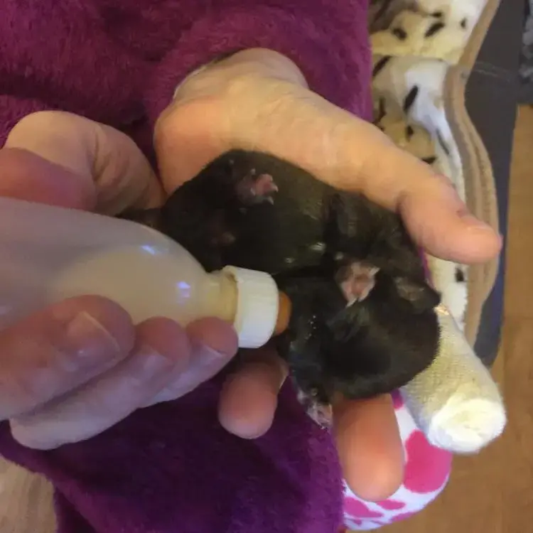 Chihuahua (Smooth Coat)