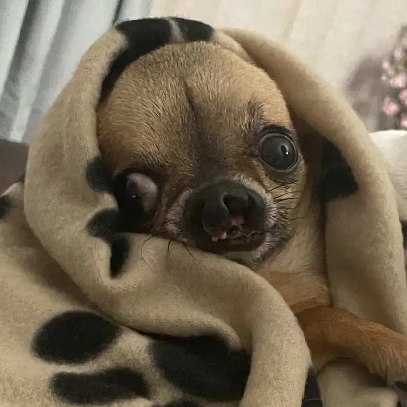 Chihuahua (Smooth Coat)