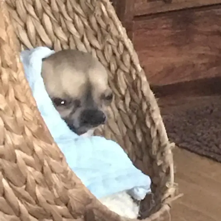 Chihuahua (Smooth Coat)