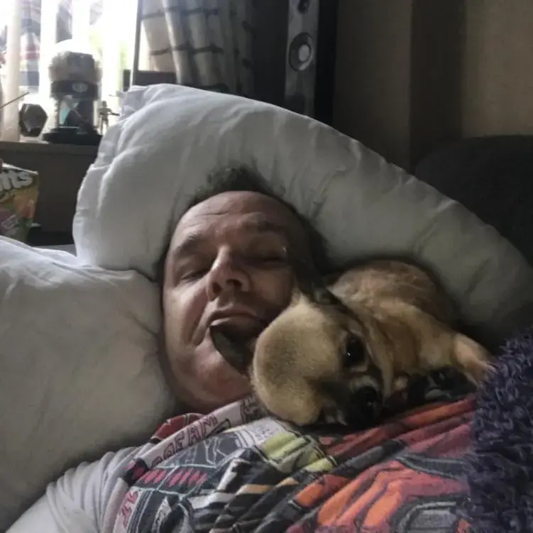 Chihuahua (Smooth Coat)