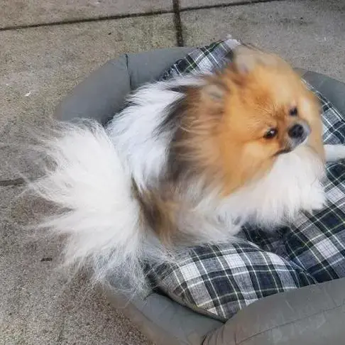 Pomeranian
