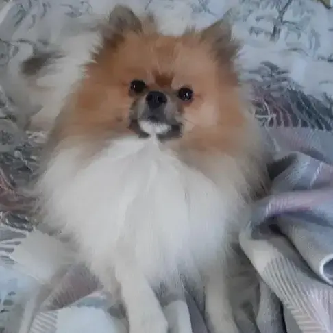 Pomeranian