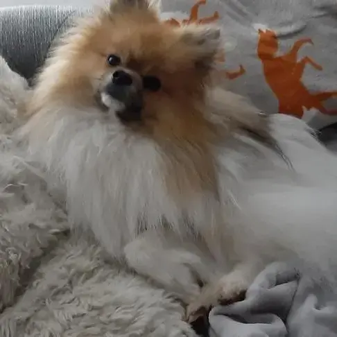 Pomeranian